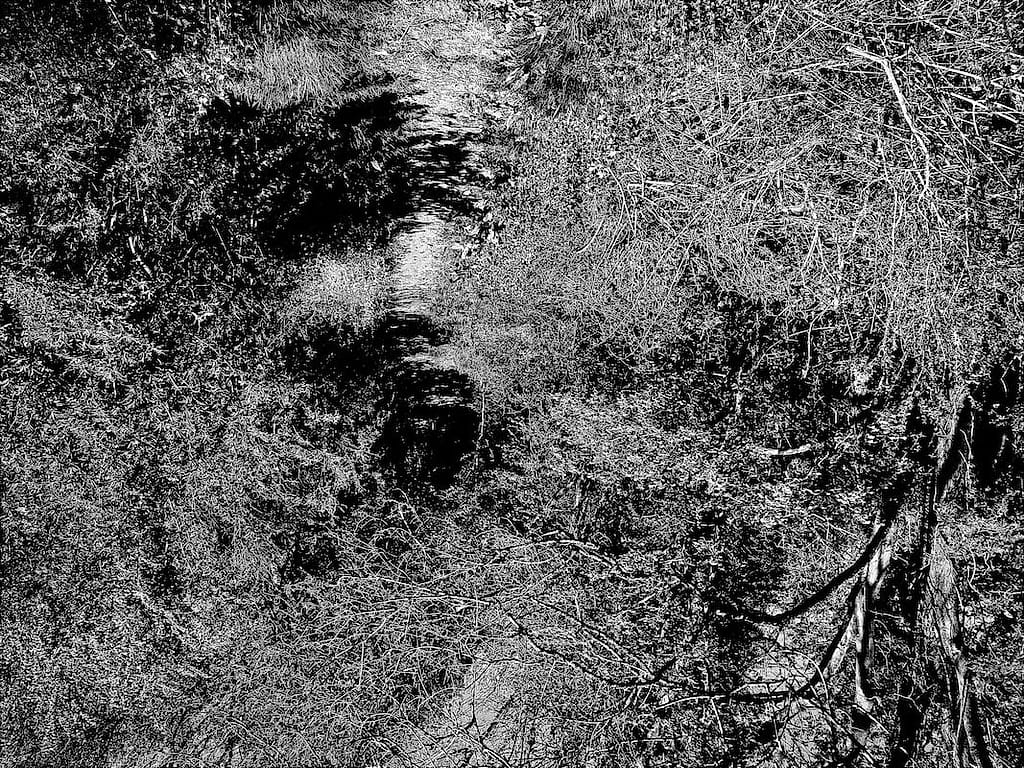Biophobia by Joseph Read, Photograph